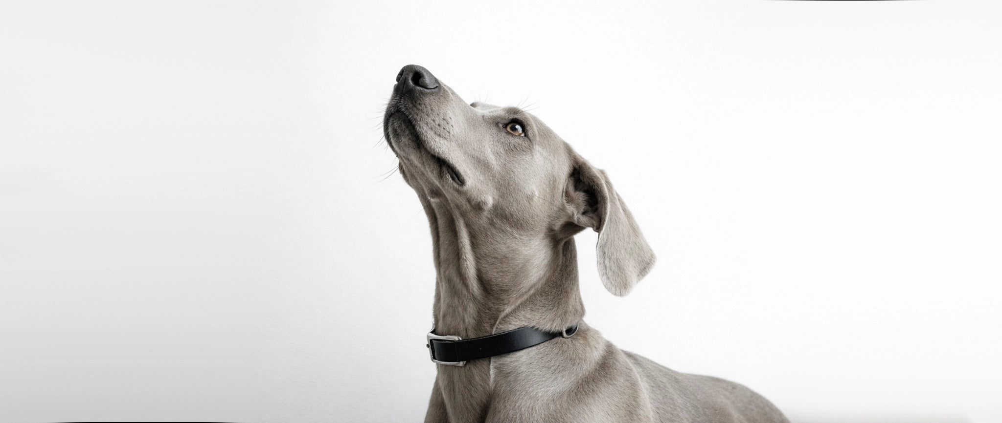 Eleganter Hund mit Halsband als Symbol für hochwertige Hundeprodukte