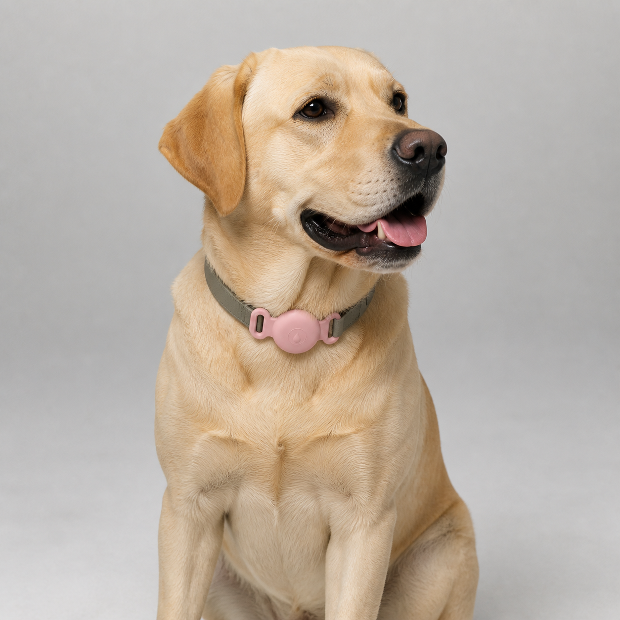 Labrador trägt die Halterung am Halsband