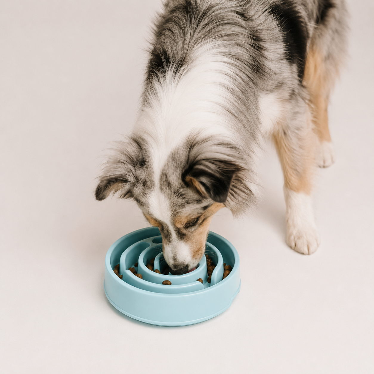 Hund frisst aus dem Anti-Schling-Napf in entspannter Wohn-Atmosphäre