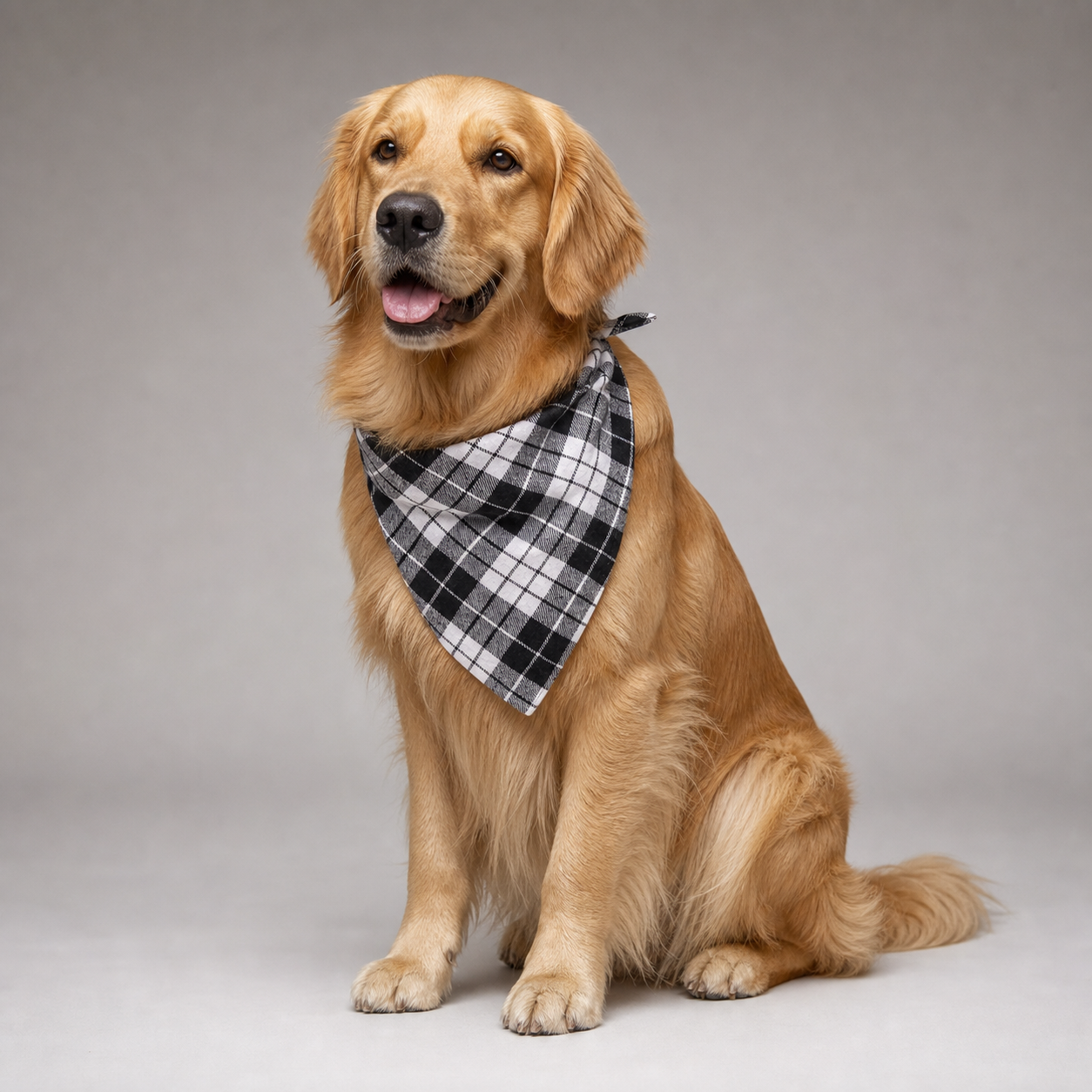 Golden Retriever trägt das karierte Hundehalstuch