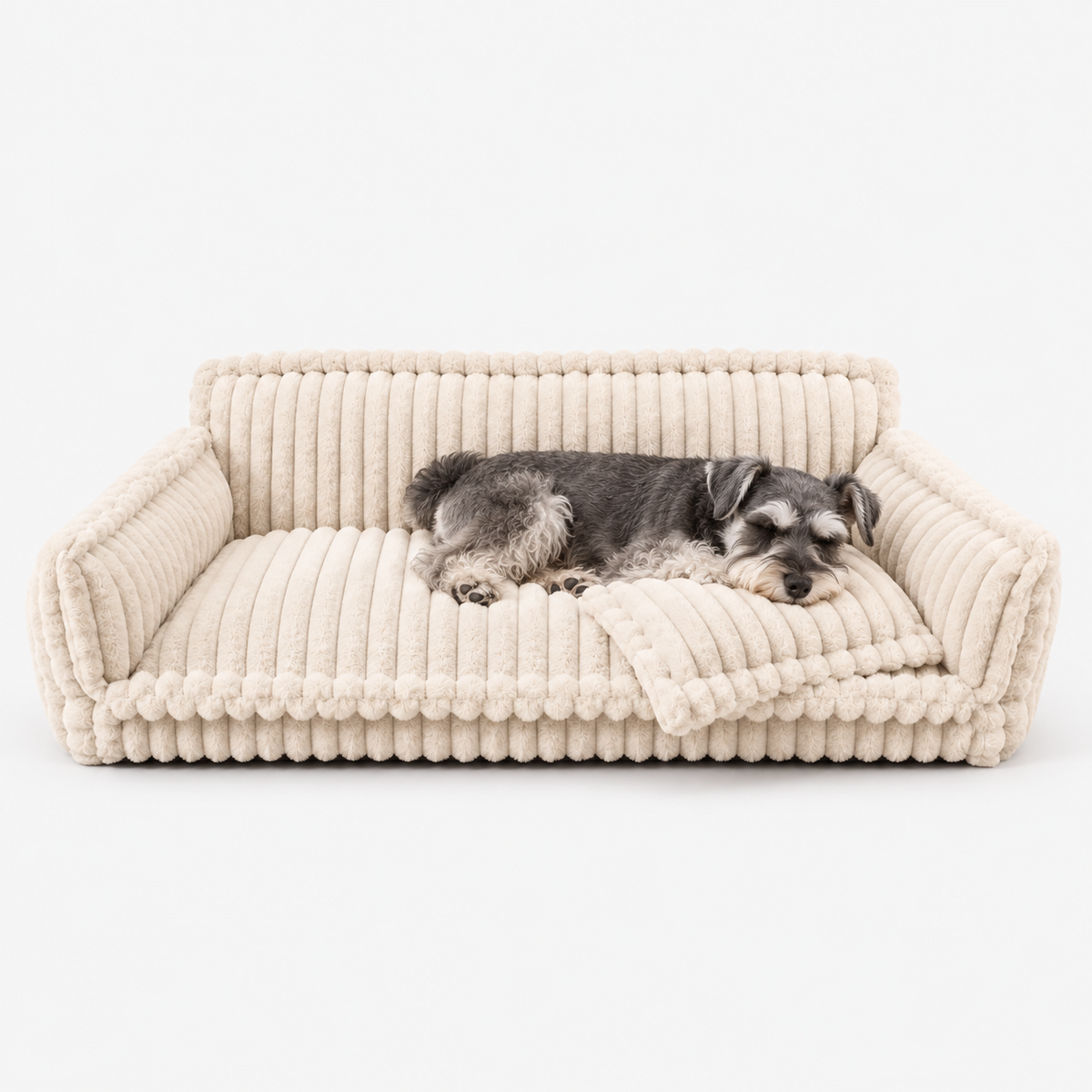 Zwergschnauzer schläft auf dem Hundesofa Cord in Creme, Kopf auf dem Kissen