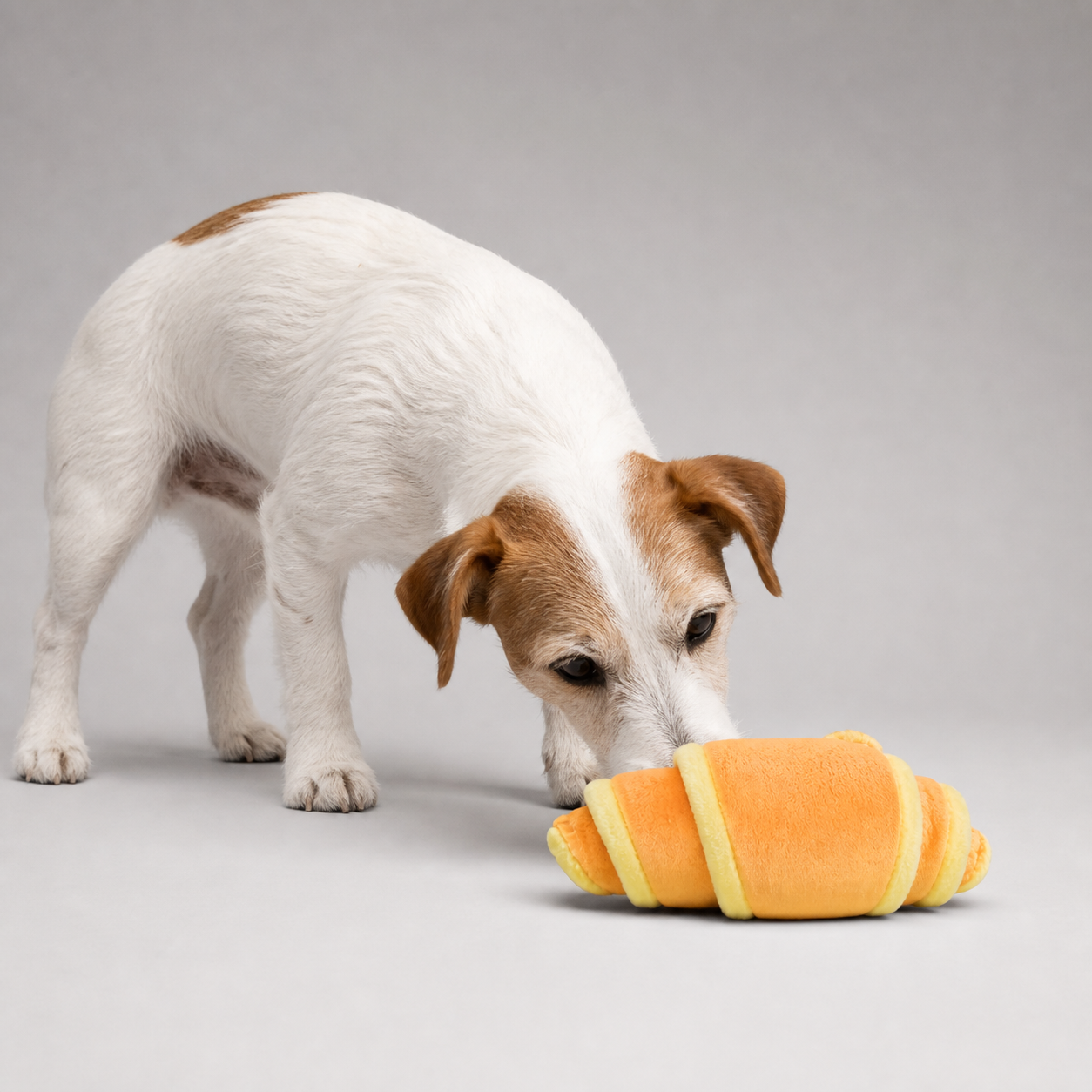 Jack Russell Terrier schnüffelt am Schnüffelspielzeug